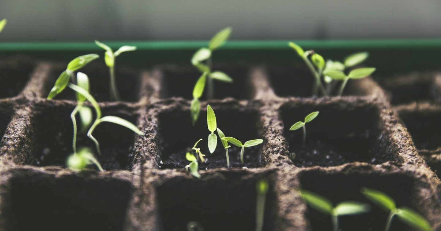 Young green seedlings sprouting in a tray of soil-filled compartments, representing a new website slowly gaining visibility in search over its first months